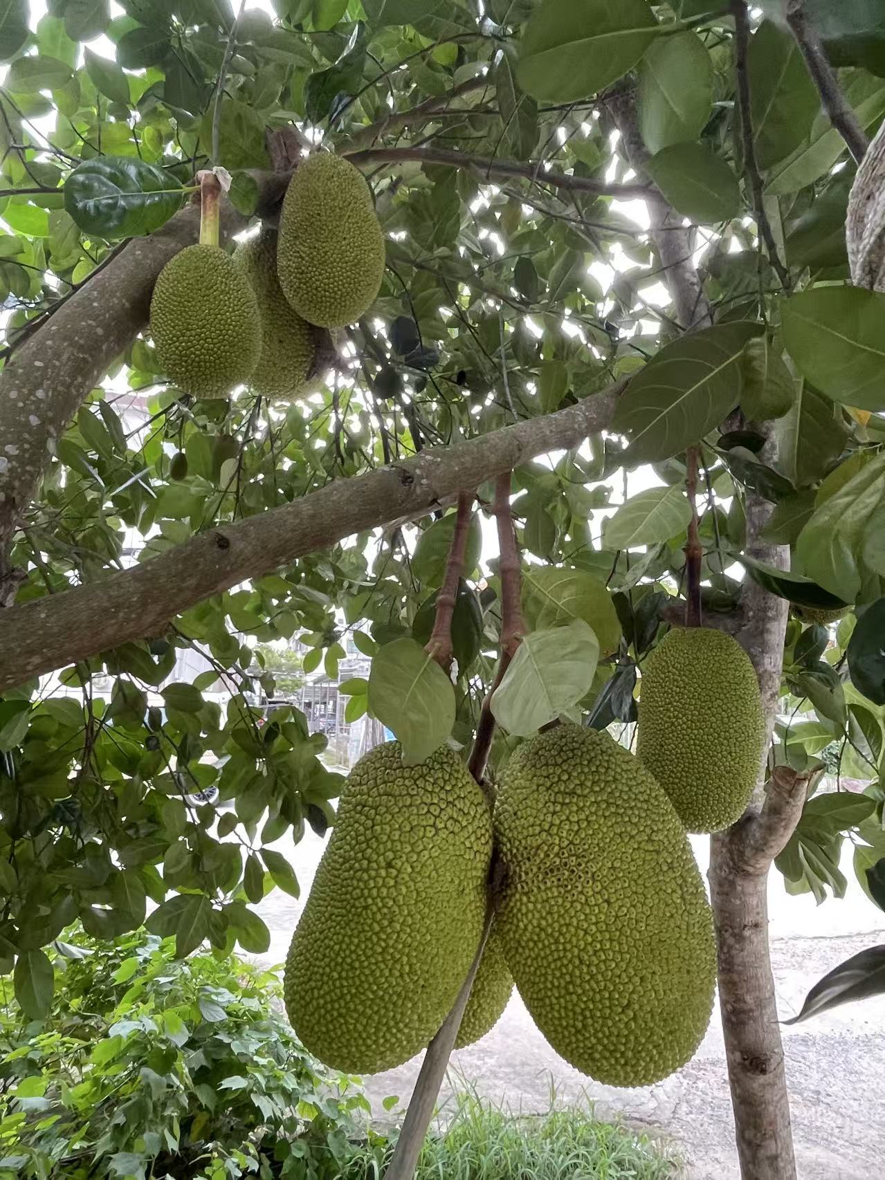 路边的菠萝蜜1.jpg
